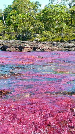 Caño Cristales