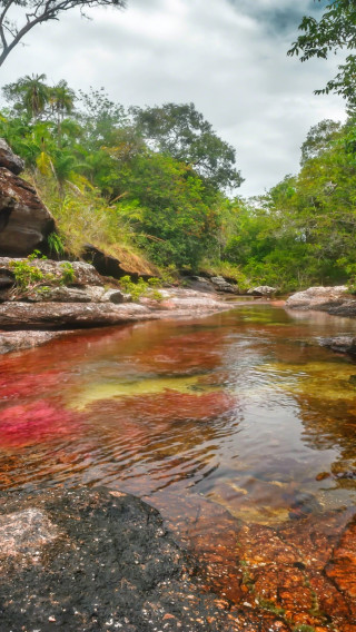 Caño Cristales