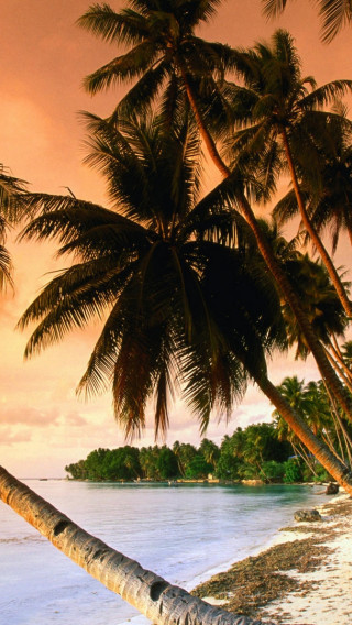 Wyspa z palmami