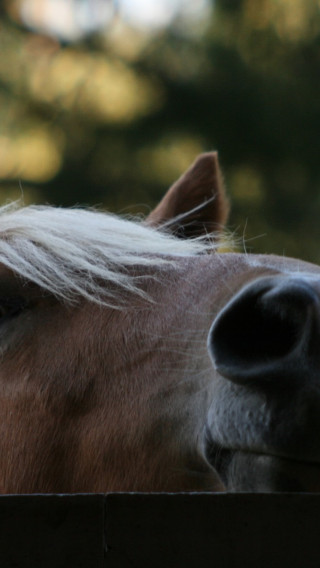 konie (2).jpg