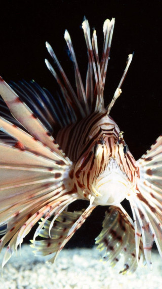 Red Volitans Lionfish, Indo-Pacific.jpg