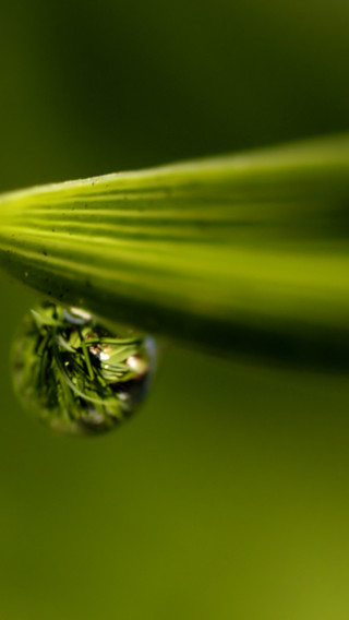 makro-foto-zielone-rosliny (16).jpg