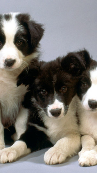 Black and White Border Collie Pups.jpg