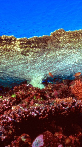 Huge Table Coral.jpg