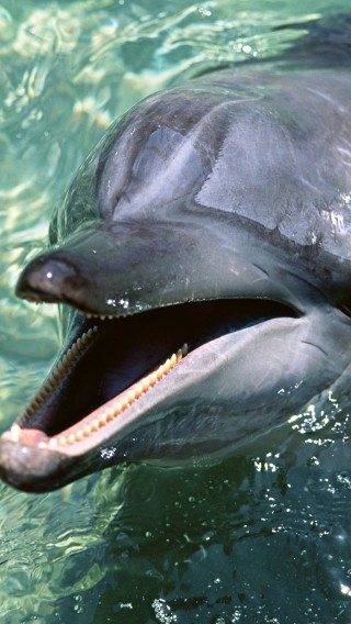 delfiny (1).jpg