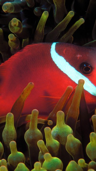 Red and Black Anemonefish.jpg