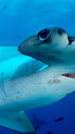 Scalloped Hammerhead.jpg