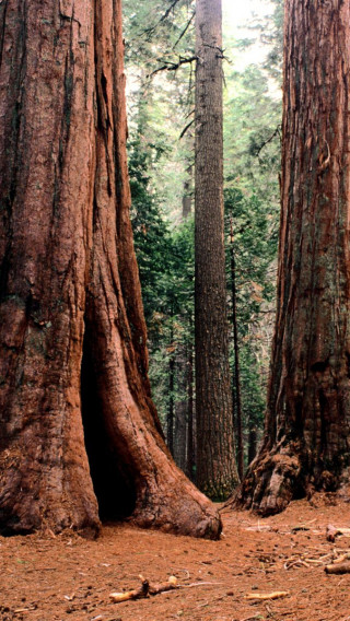 Giants, Calaveras State Park.jpg