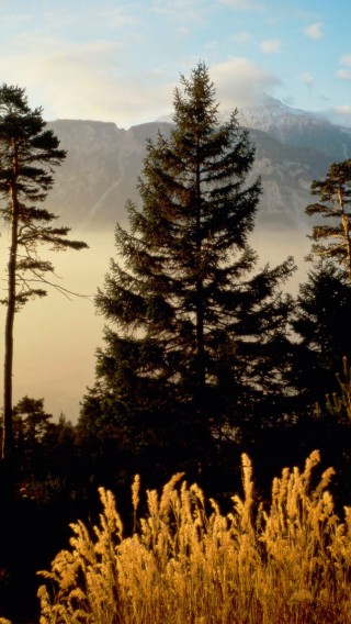 Twilight In The Woods, Valais, Switzerland.jpg