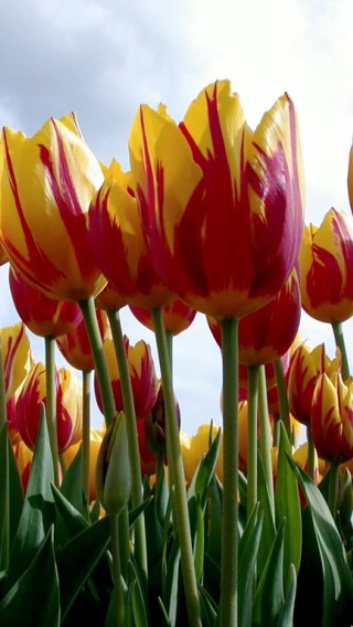 Tulipany (80).jpg