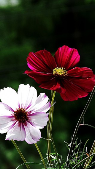 Foto z kwiatami 58