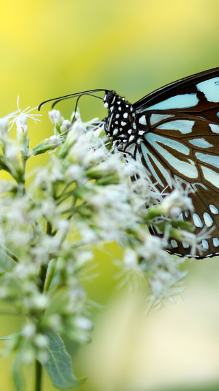 Motyl piękny i kolorowy spija nektar z kwiatka