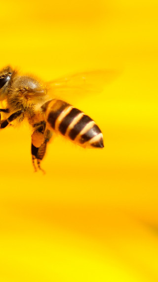 Pszczoła frunie do kwiatka