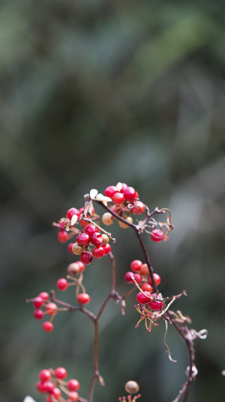 Ptak, Owoce, Natura, Zwierzę