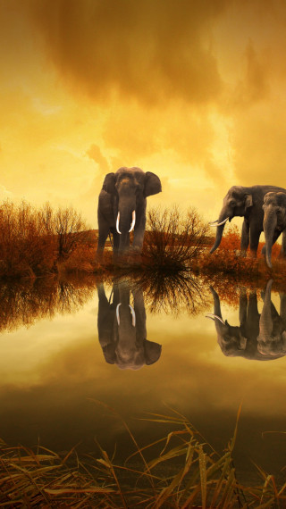 Tajlandia i słonie