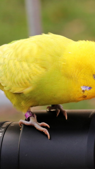 Papuga na obiektywie aparatu cyfrowego