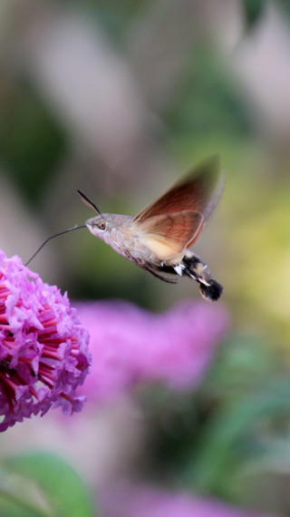 Fruczak, Motyl, Zwierzę