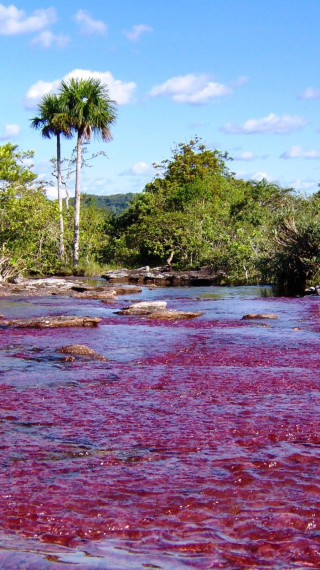 Caño Cristales