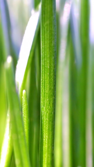makro-foto-zielone-rosliny (167).jpg