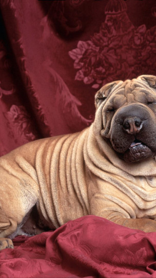 Wrinkles, Chinese Sharpei.jpg