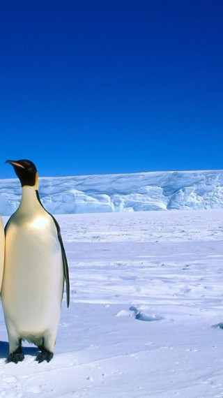 pingwiny (2).jpg