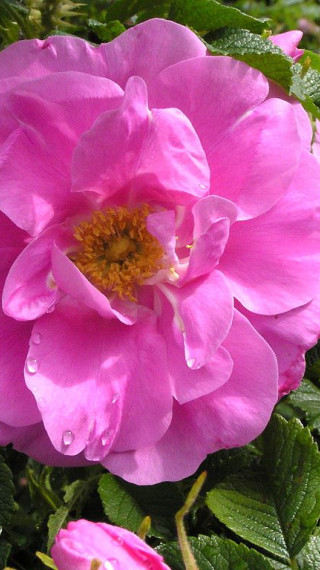 roze (97).jpg