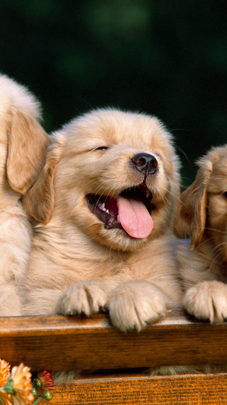 Friends Forever, Golden Retriever Puppies.jpg