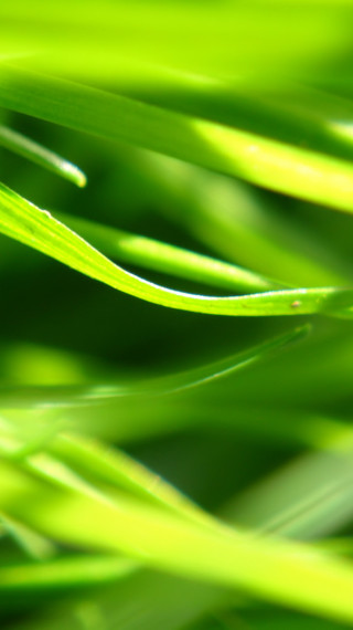 makro-foto-zielone-rosliny (160).jpg