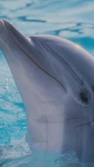 tapety delfiny (66).jpg