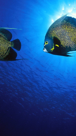 French Angelfish.jpg