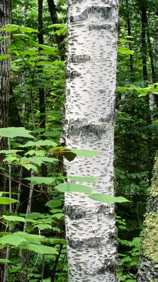 Aspen Trunks, North Woods, Quetico Provincial Park, Ontario, Canada.jpg