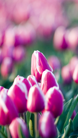 Tulipany (27).jpg