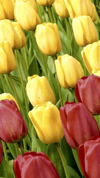 Tulipany (65).jpg