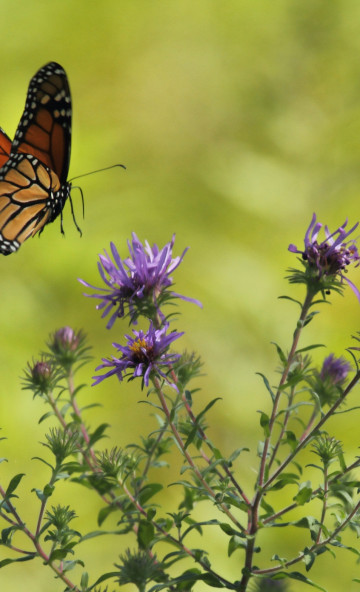 Monarch ląduje na fioletowym kwiatku