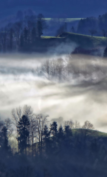 Mgła nad doliną w lesie