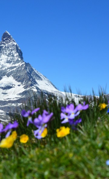 Matterhorn Alpejski w Zermatt