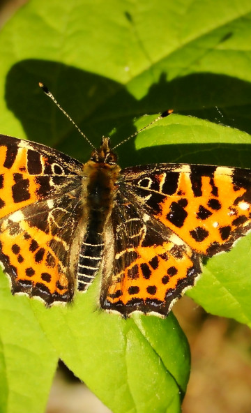 Rusałka kratkowiec forma wiosenna