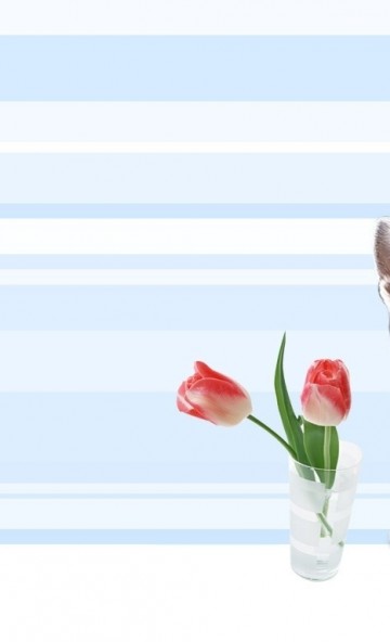 tulipany i kot