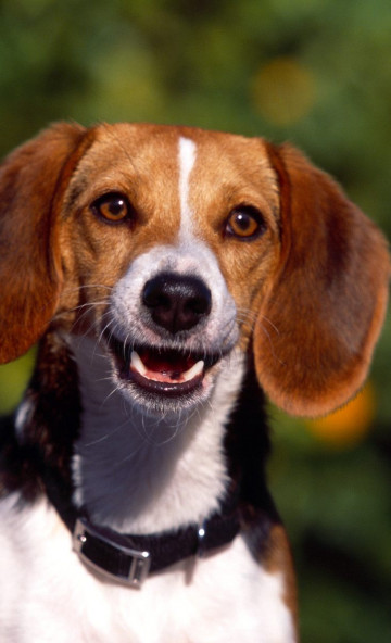 Regal Beagle.jpg