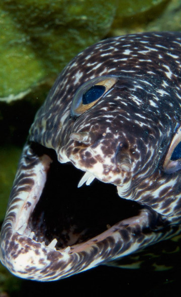 Spotted Moray Eel.jpg