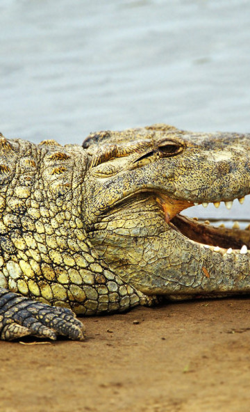 krokodyl (7).jpg