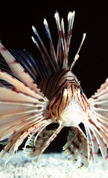 Red Volitans Lionfish, Indo-Pacific.jpg