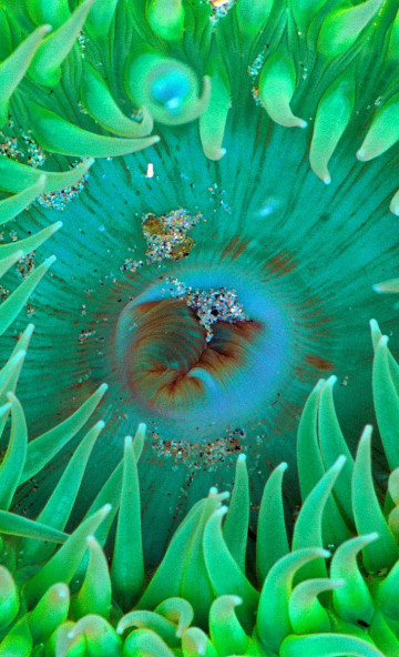 Sea Anemone.jpg