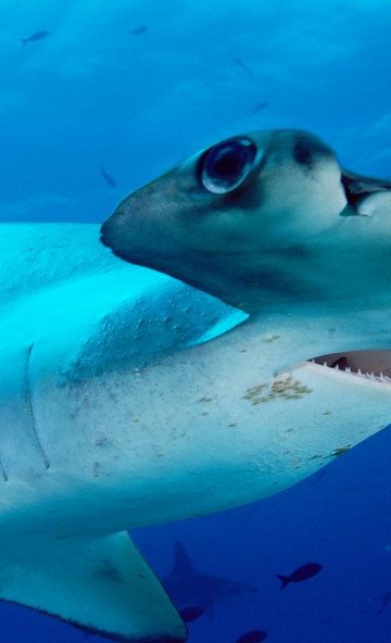 Scalloped Hammerhead.jpg