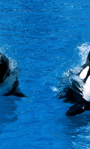Treading Water, Killer Whale.jpg