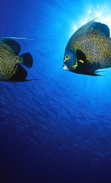 French Angelfish.jpg