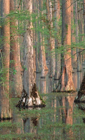 Cypress Trees, South Carolina.jpg