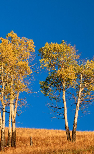 Autumn Aspen Trees and Sunset, Yellowstone National Park, Wyoming.jpg