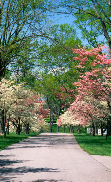 Pink and White Dogwood Trees, Lexington, Kentucky.jpg