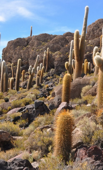 Kaktusy wśród skał